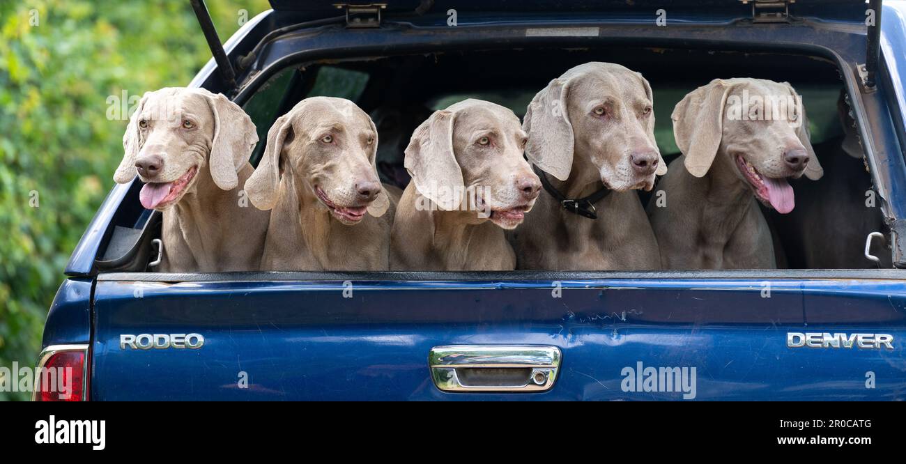 Confezione di cani da tiro Weimaraner sul retro di un pick up. Somerset, Regno Unito. Foto Stock