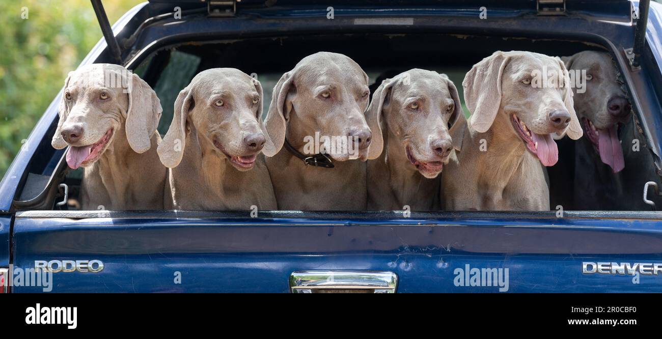 Confezione di cani da tiro Weimaraner sul retro di un pick up. Somerset, Regno Unito. Foto Stock