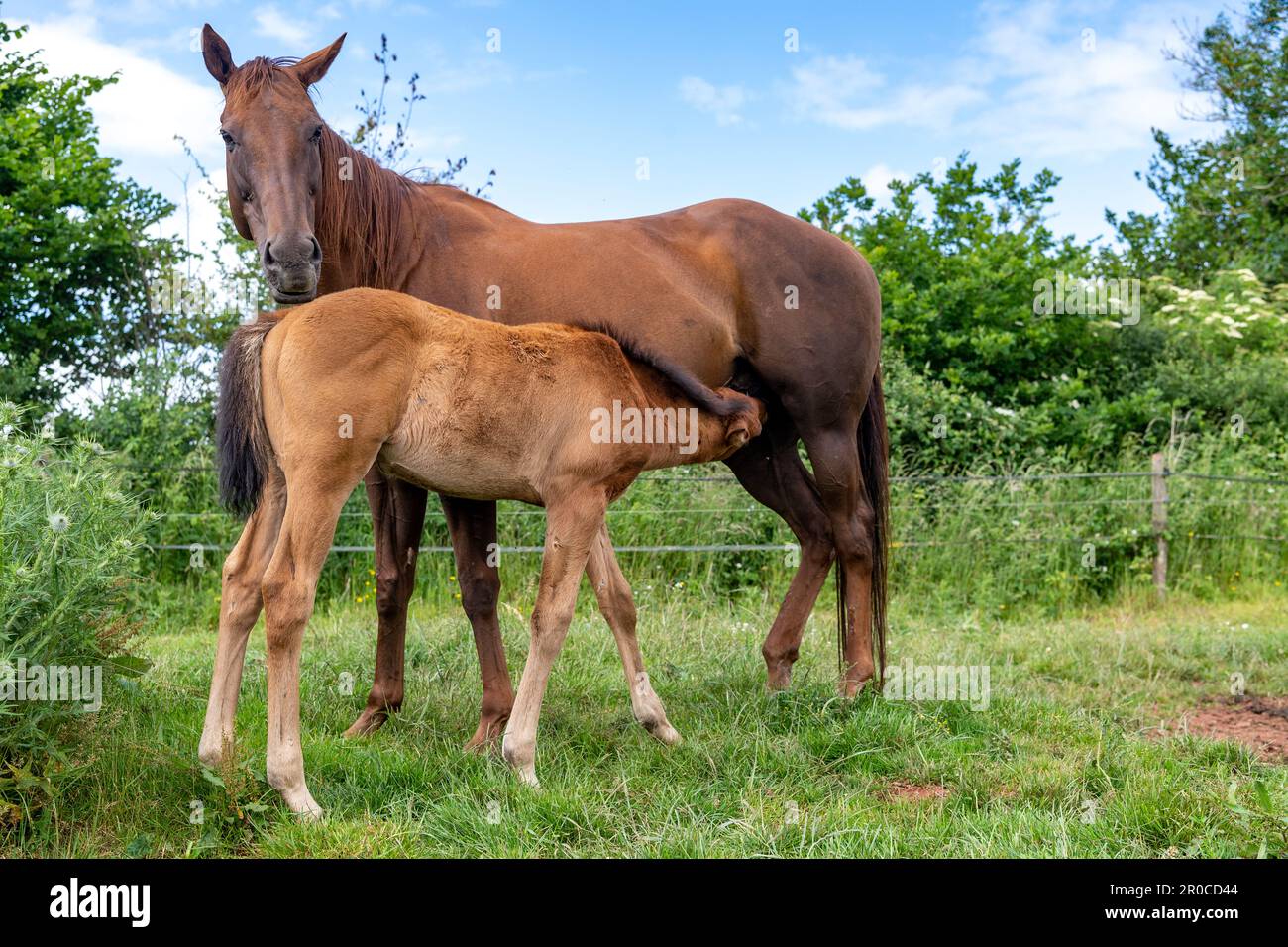 Cavallo trebbiato con latte di succhiatura, in un campo, Somerset, Regno Unito. Foto Stock