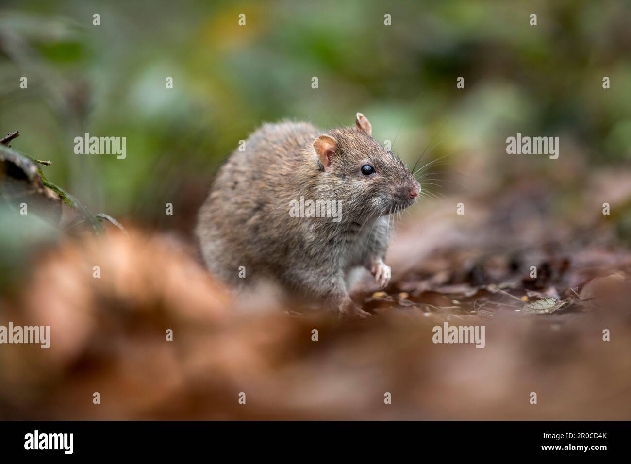 Marrone Rat; Rattus norvegicus; UK Foto Stock