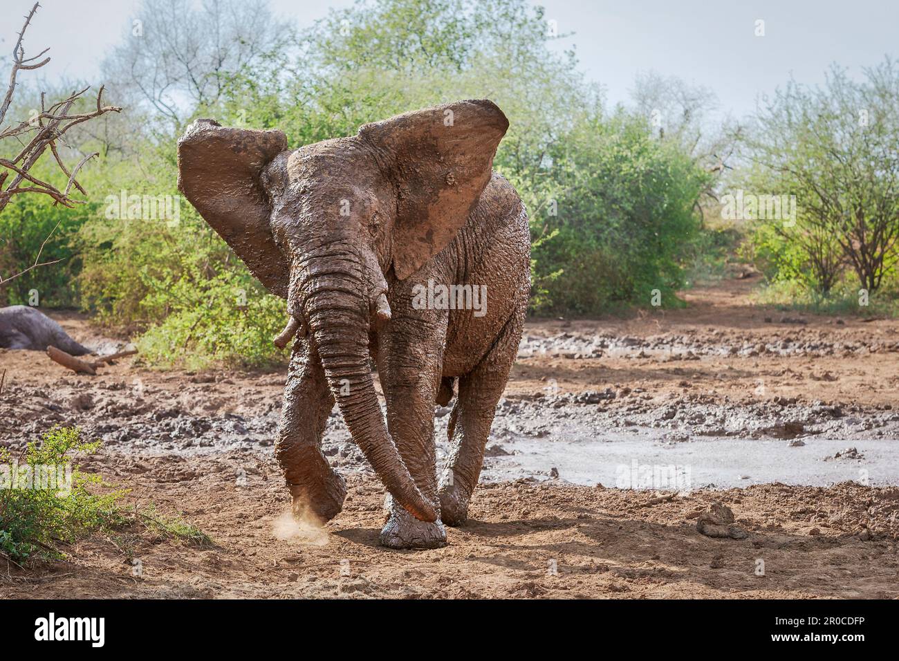 toro dell'elefante, (Loxodonta africana), pieno di fango rosso dal bagno di fango. Vista frontale, impegnativa con le orecchie che scagliano. Riserva di caccia Madikwe, Sudafrica Foto Stock