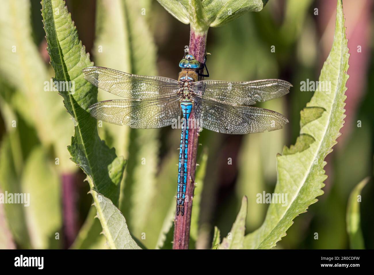 Imperatore Dragonfly; Anax imperator; su Teasel; UK Foto Stock