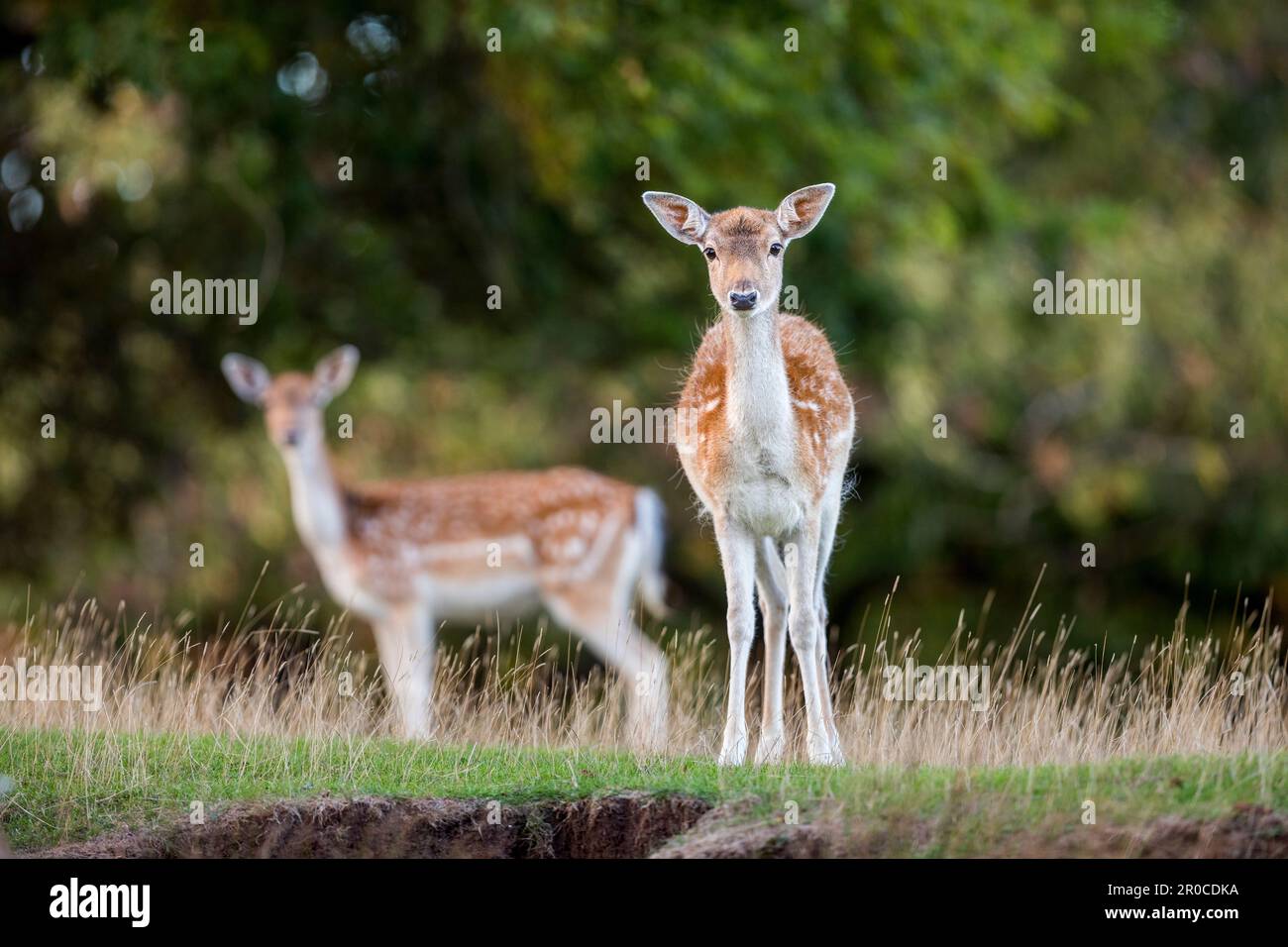 Daino; Dama dama; Fawn; UK Foto Stock