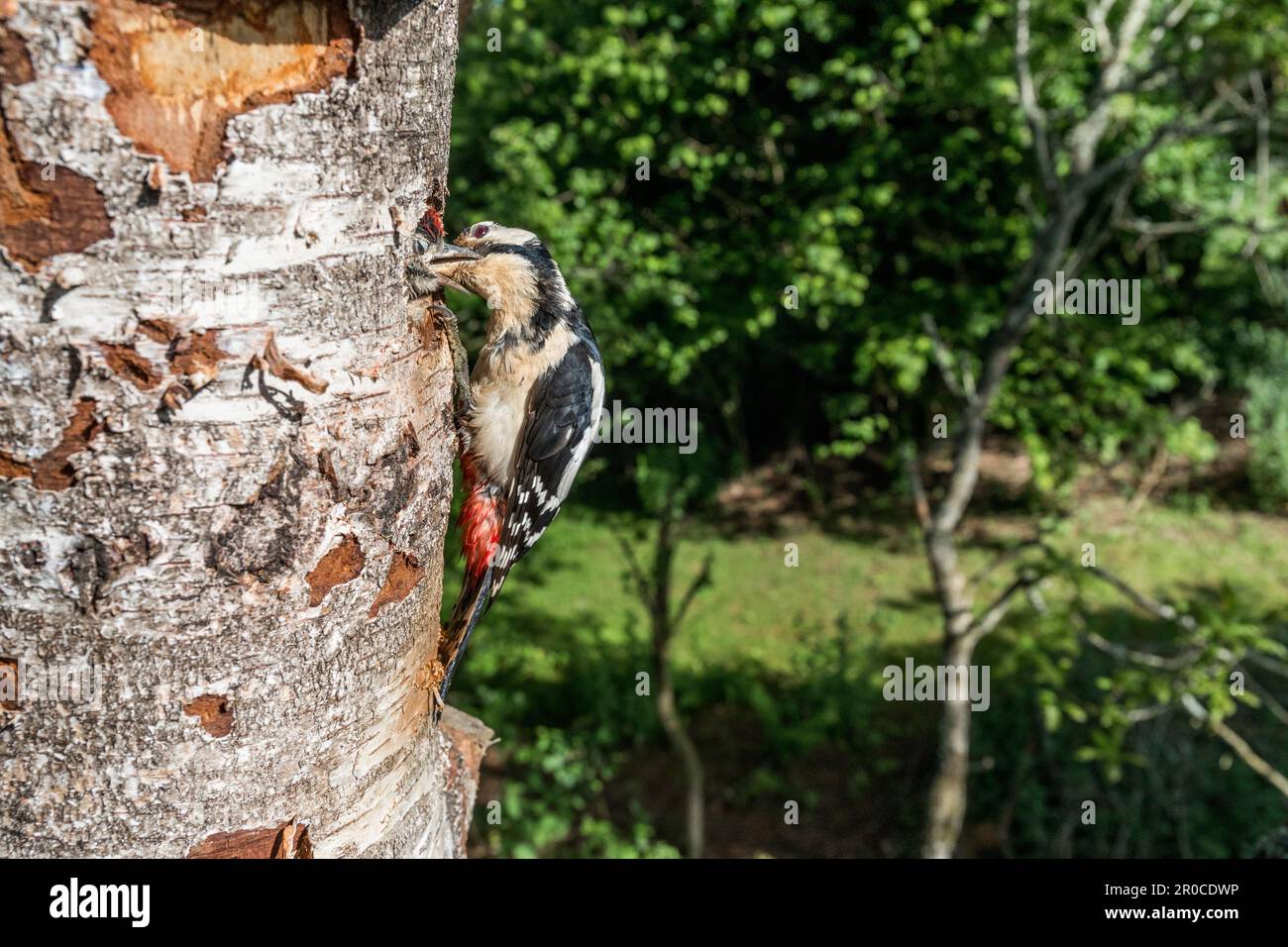 Picchio macchiato maggiore; Dendrocopos Major; Adult Feeding Young; UK Foto Stock