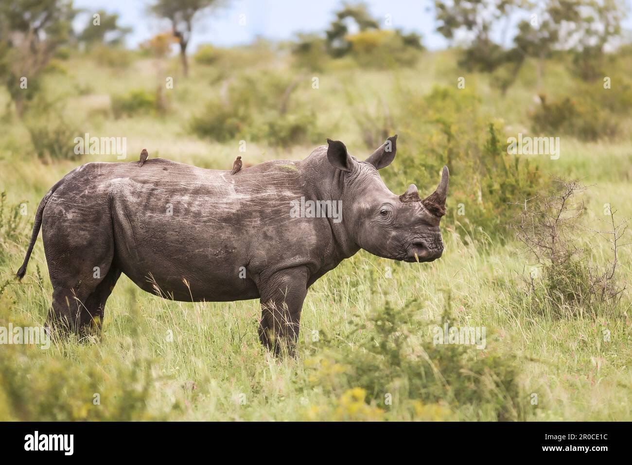 Rinoceronti bianchi che si trovano nella macchia africana. Vista laterale del corpo a tutta lunghezza, due oxpecker sul retro, due corna. Kruger National Park, Sudafrica Foto Stock