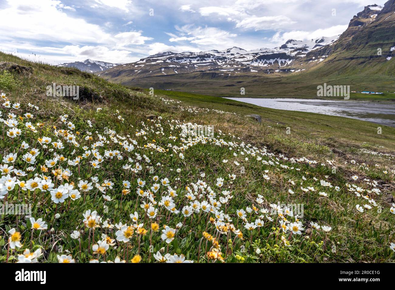 Kirkjufellsfoss; Mountain Avens; Snaefelsness; Islanda; Foto Stock