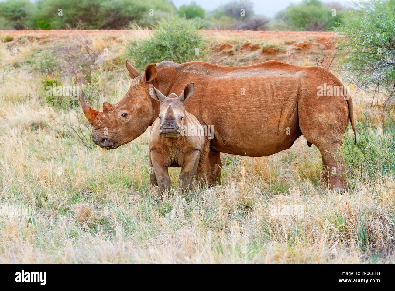Rinoceronte bianco, rinoceronte quadrato con bambino, vitello. Il polpaccio guarda direttamente nella telecamera, il padre, vista laterale maschile. Madikwe Game Reserve. Sudafrica Foto Stock