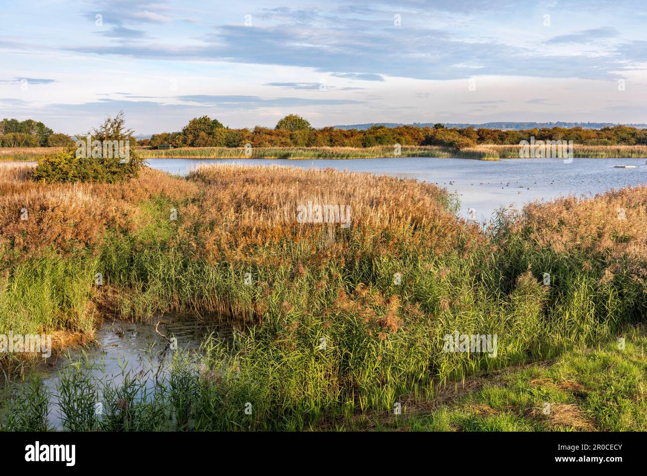 Far Ings Nature Reserve; Ness Pit Hide; Lincolnshire; UK Foto Stock