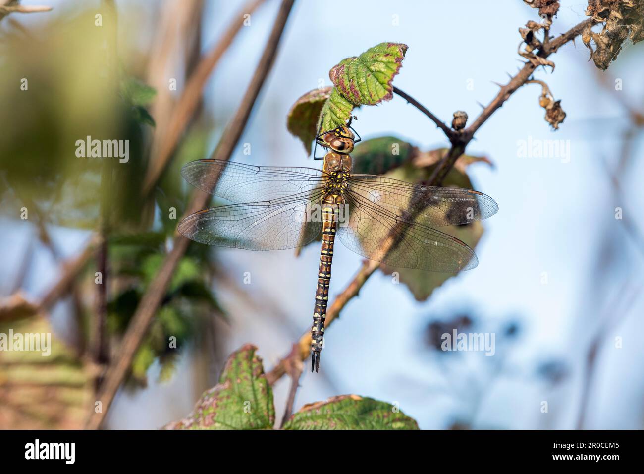 Migrant Hawker; Aeshna mixta; Female; UK Foto Stock