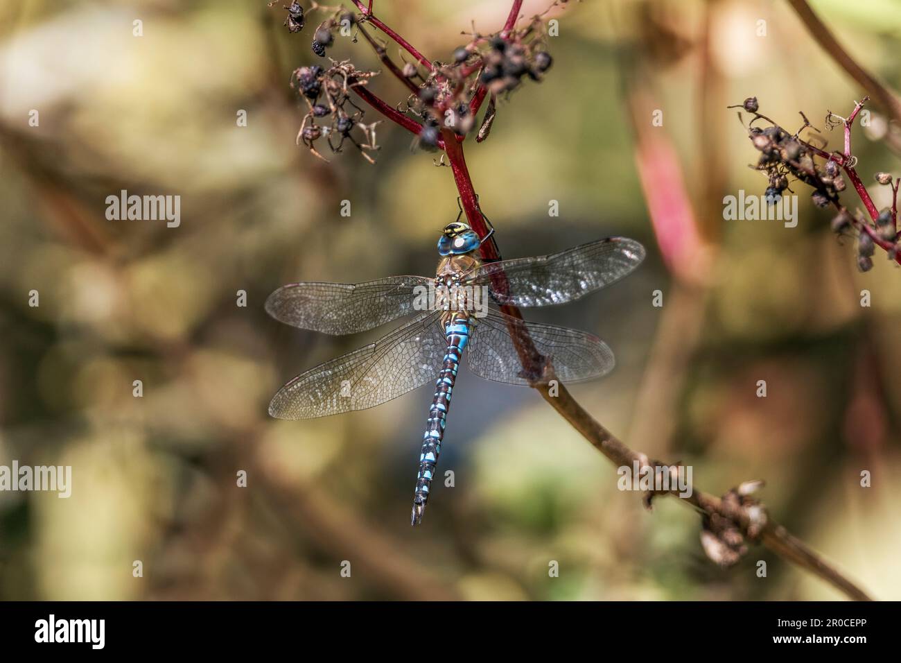 Migrant Hawker; Aeshna mixta; Male; UK Foto Stock