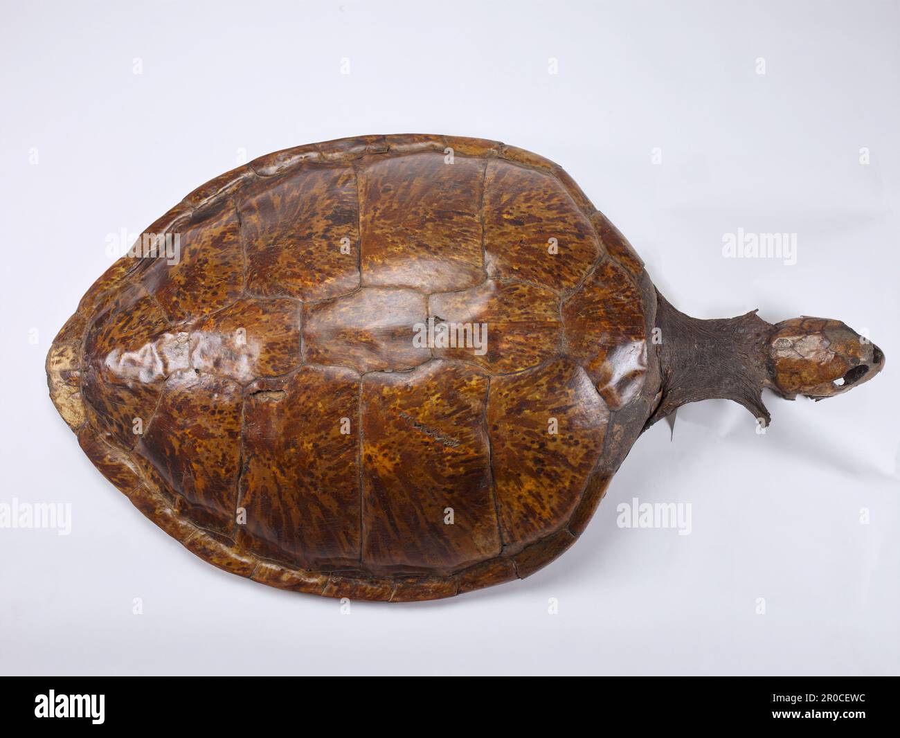 2008,0217.. Tartaruga marina. Resti di tartarughe marine - dalla collezione del museo di storia naturale in Aston Hall, 1858 Foto Stock