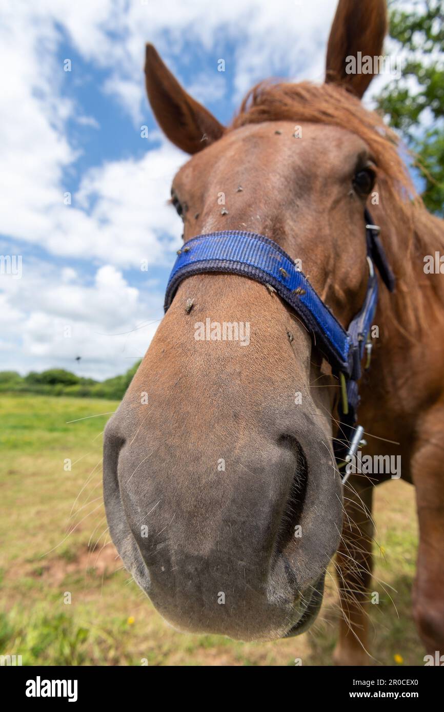 Primo piano del naso e delle narici di un cavallo Suffolk Punch. Somerset, Regno Unito. Foto Stock