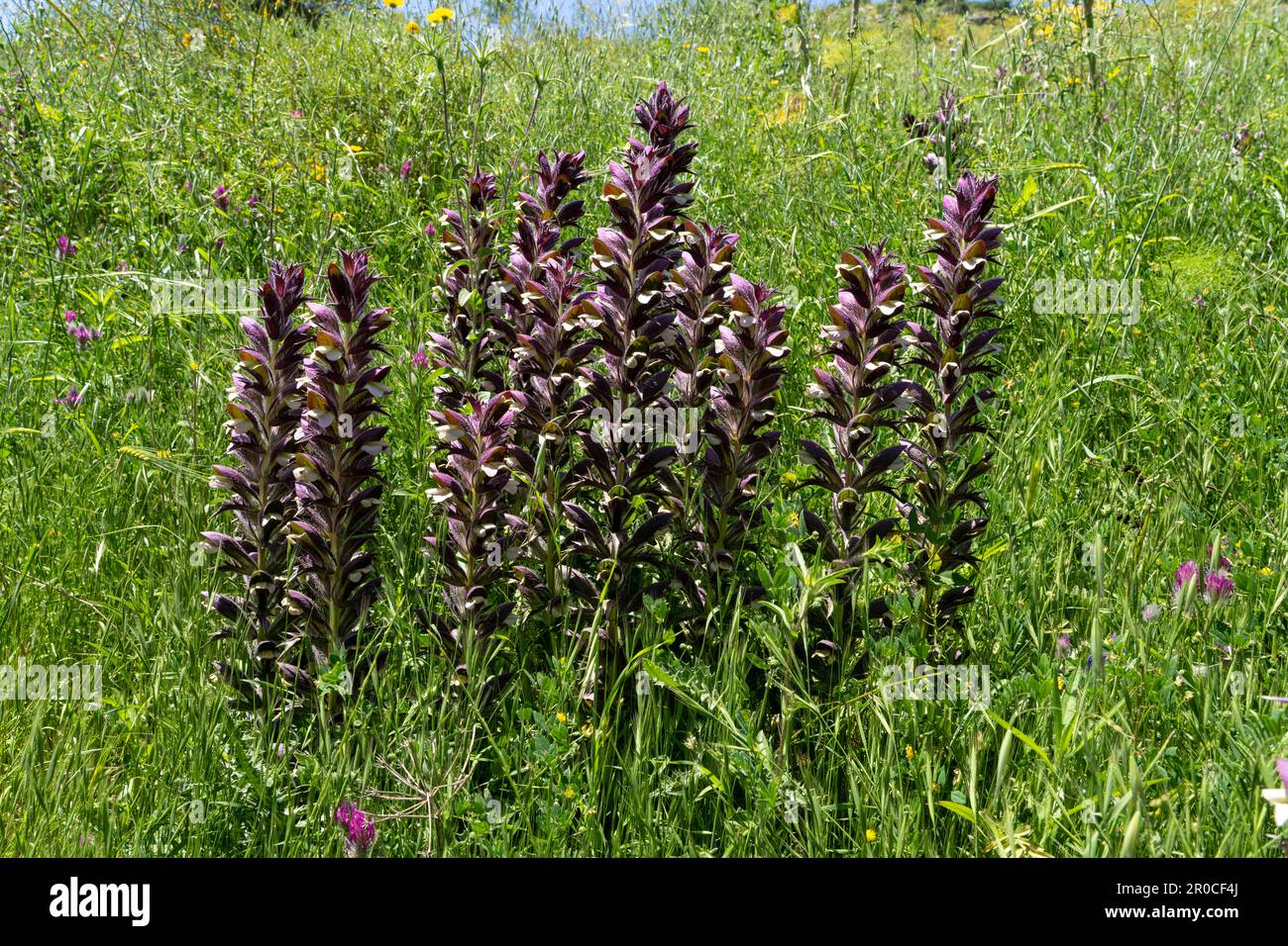 Golan Heights primavera Paesaggio Foto Stock