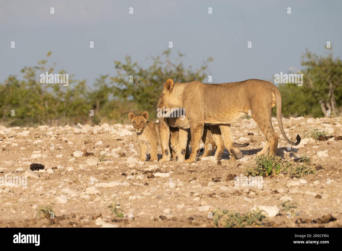 Un orgoglio di leoni in natura. Fotografato al Parco Nazionale Etosha Namibia Foto Stock