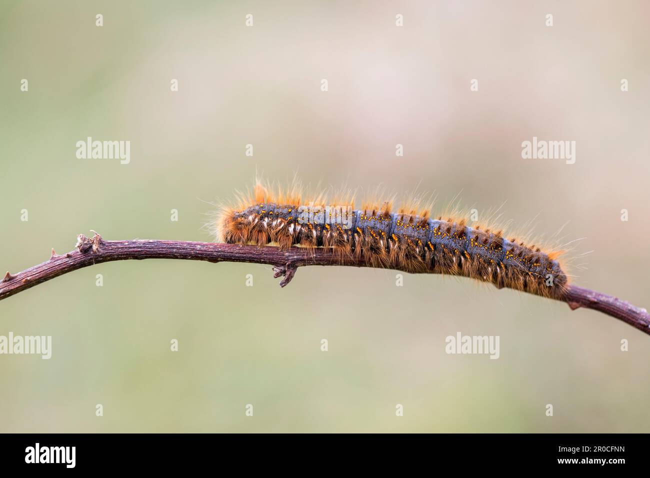 Quercia eggar Moth Larva; Lasiocampa quercus; UK Foto Stock