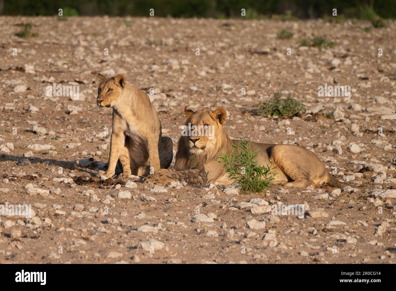 Un orgoglio di leoni in natura. Fotografato al Parco Nazionale Etosha Namibia Foto Stock