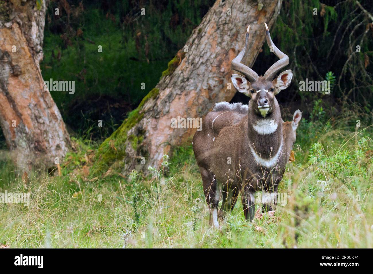 Male montagna nyala (Tragelaphus buxtoni) a Gaysay praters, Bale Mountains National Park, Oromia, Etiopia. Foto Stock