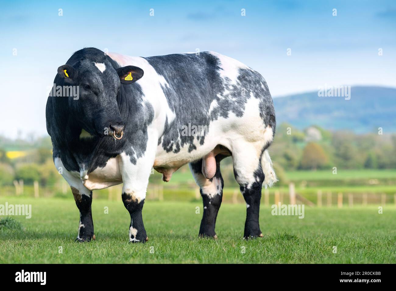 British Blue bull in campo. I Blues britannici sono una doppia razza di manzo muscolata proveniente dal Belgio. Foto Stock