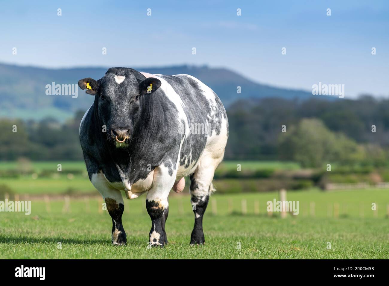 British Blue bull in campo. I Blues britannici sono una doppia razza di manzo muscolata proveniente dal Belgio. Foto Stock