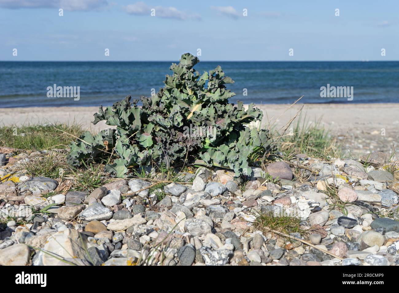 Sea kale sulla spiaggia del Mar Baltico Foto Stock