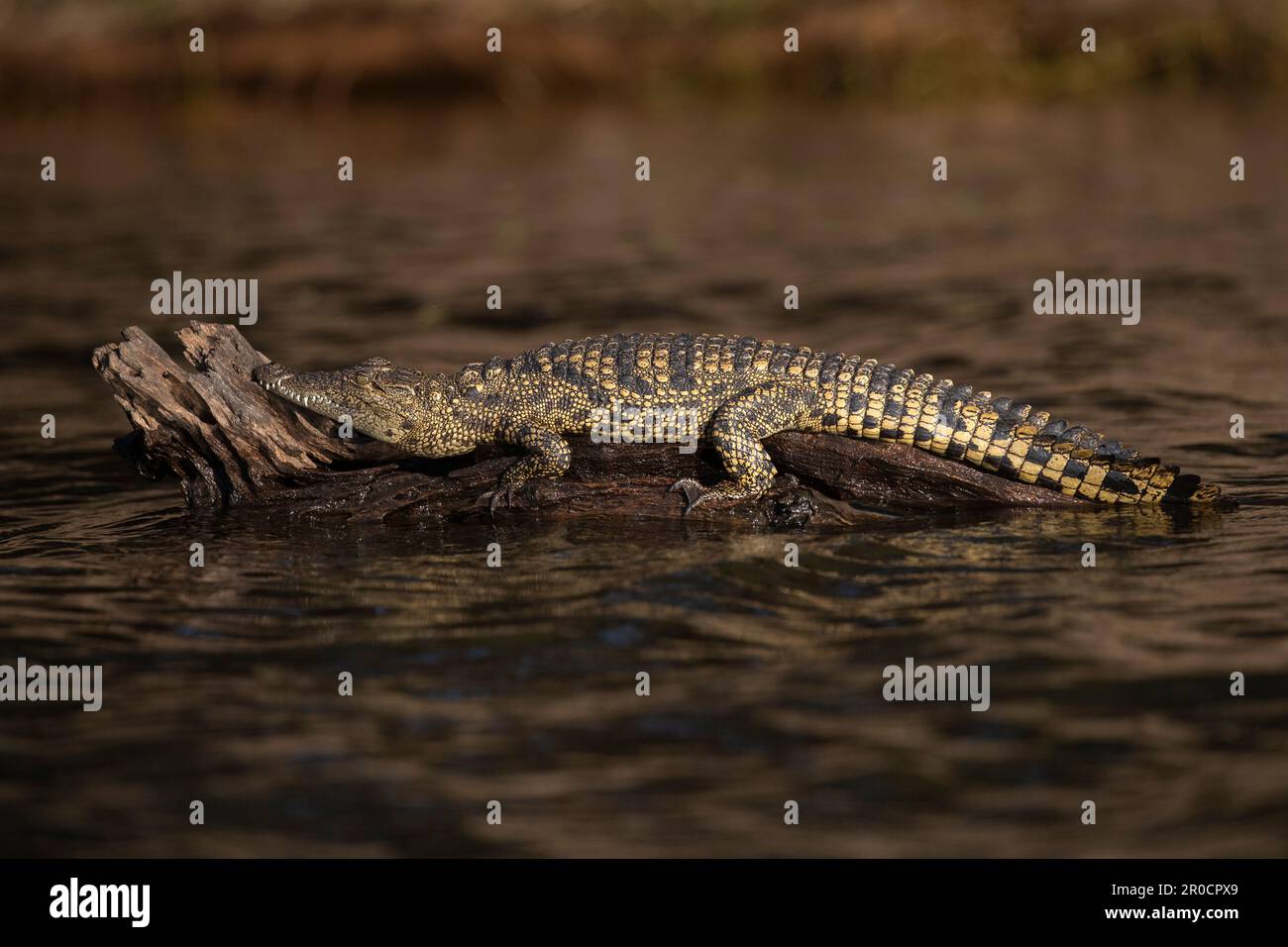 Coccodrillo del Nilo (Crocodylus niloticus), il fiume Chobe, Botswana Foto Stock