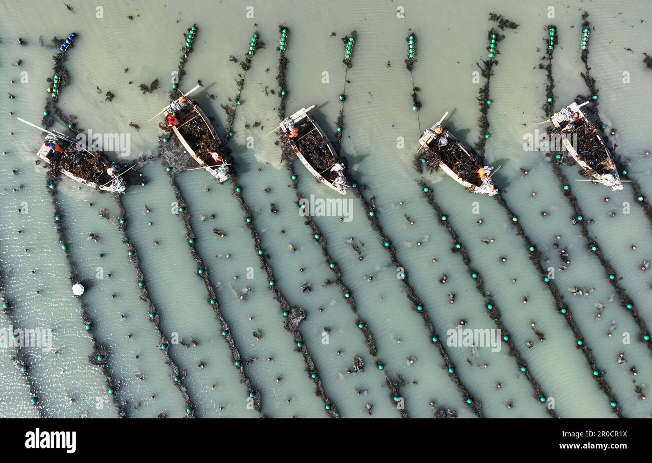 Weihai, la provincia cinese di Shandong. 8th maggio, 2023. Questa foto aerea mostra i pescatori che raccolgono il kelp a Rongcheng, provincia di Shandong nella Cina orientale, 8 maggio 2023. Credit: Li Xinjun/Xinhua/Alamy Live News Foto Stock