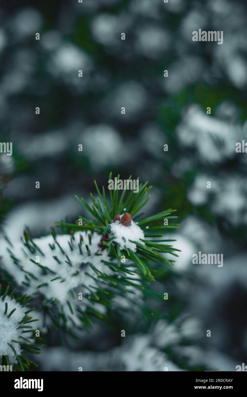 Un primo piano di un abete verde coperto di neve bianca in inverno Foto Stock