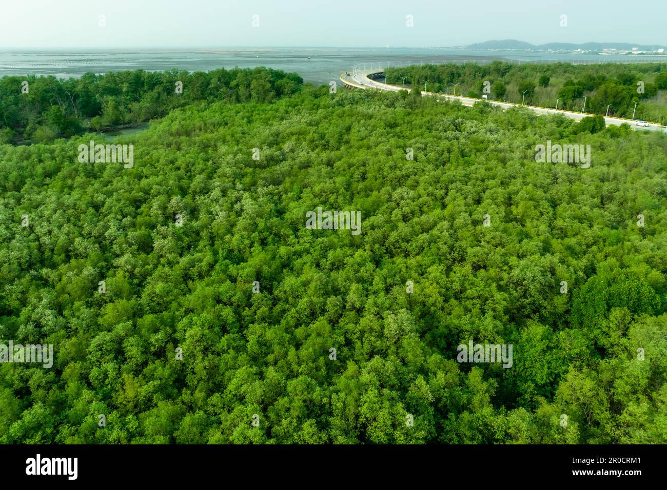La foresta di mangrovie verdi cattura l'anidride carbonica. Emissioni zero nette. Le mangrovie catturano CO2 km dall'atmosfera. Ecosistemi di carbonio blu. Vista aerea mangrovia Foto Stock