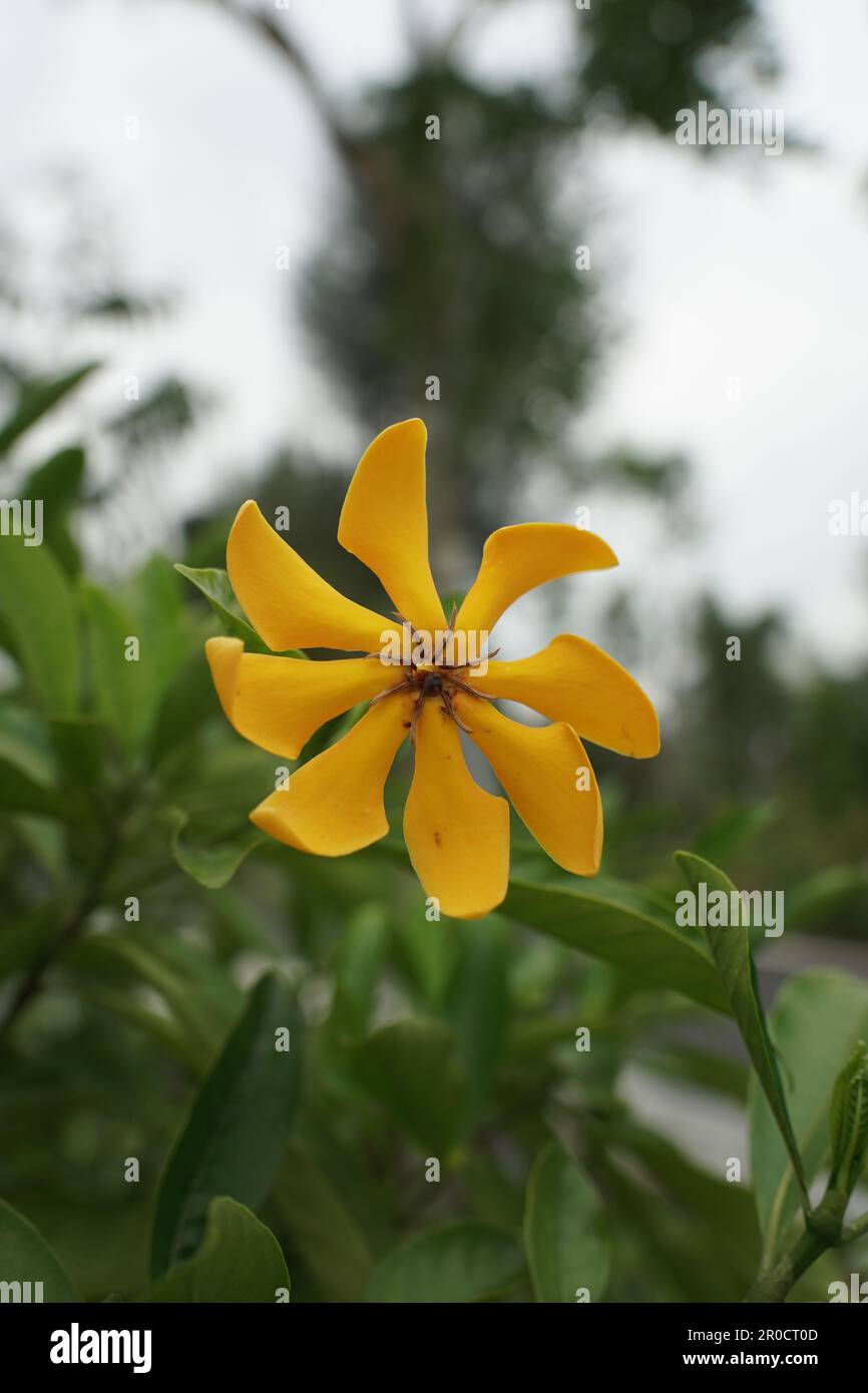 Fiore giallo con otto petali su sfondo bokeh Foto Stock