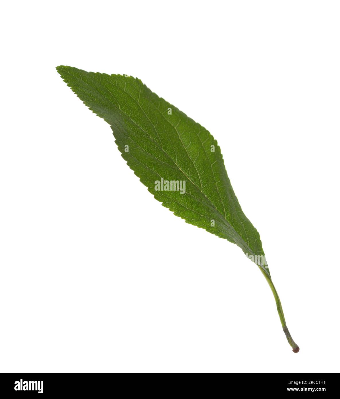 Foglia verde di prugna fresca isolata su sfondo bianco. Messa a fuoco selettiva. Foto Stock