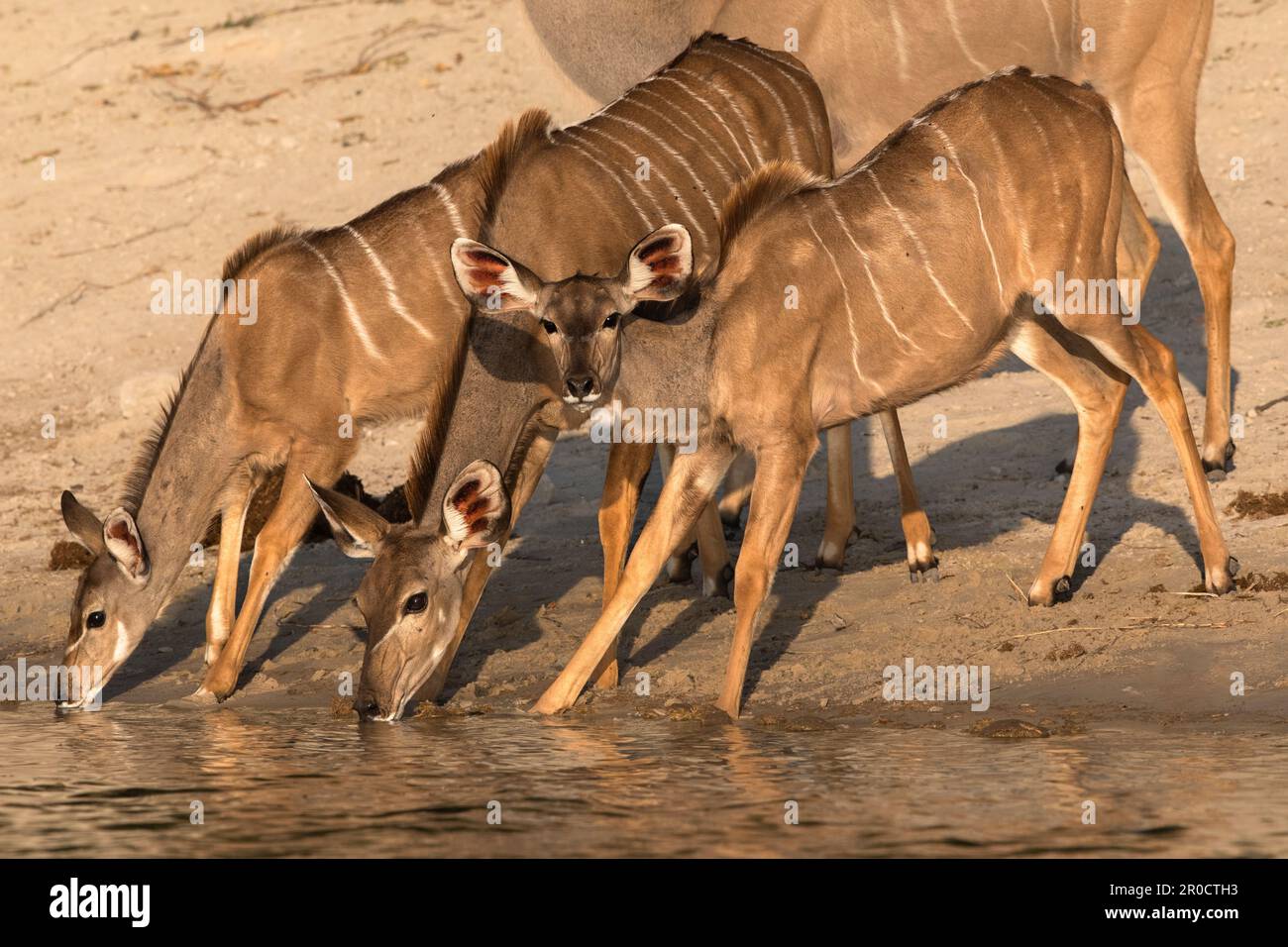 Kudu (Tragelaphus strepsiceros) bere, Chobe parco nazionale, Botswana Foto Stock