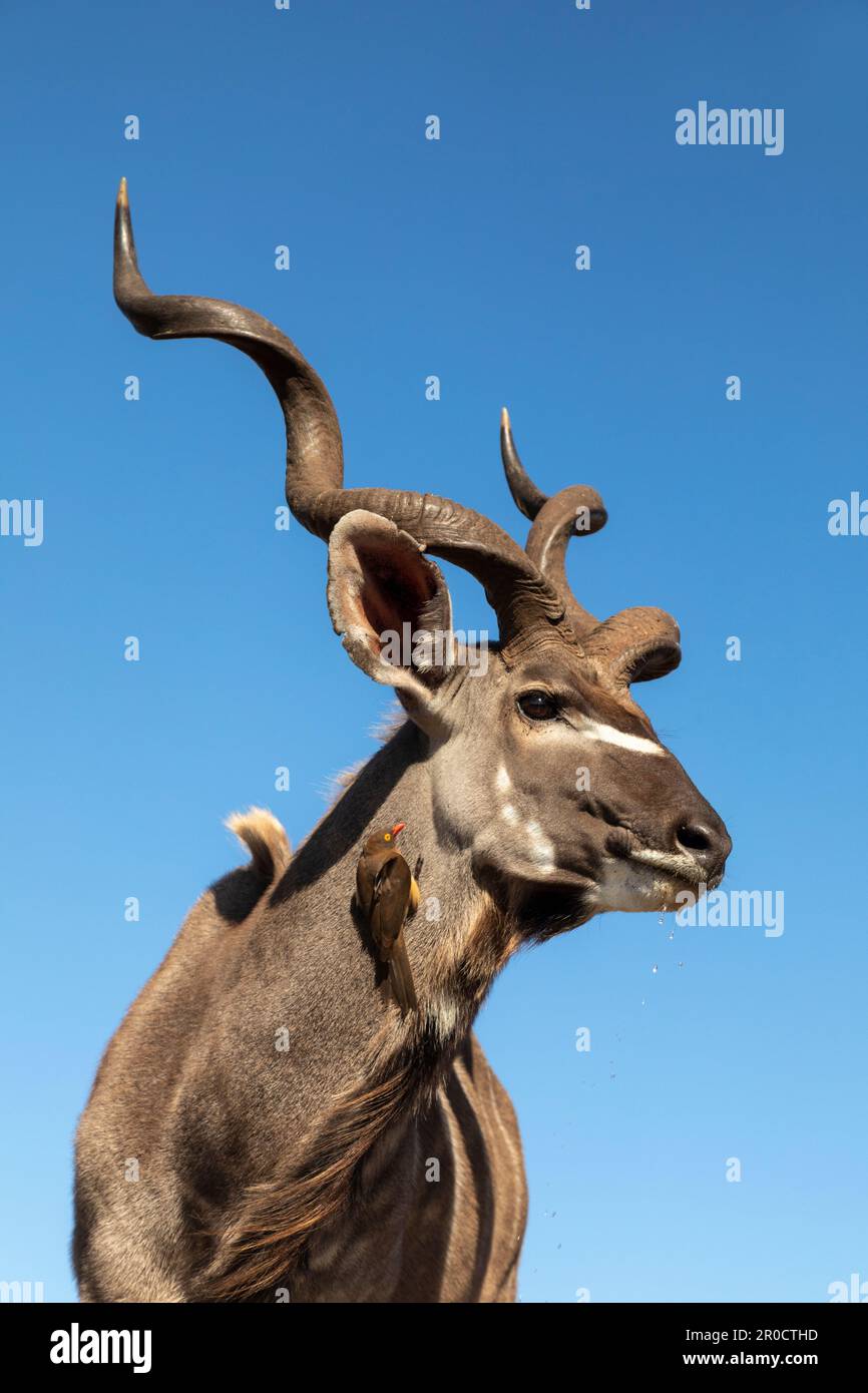 Kudu (Tragelaphus strepsiceros) con picchio rosso, Zimanga Game Reserve, Sudafrica Foto Stock