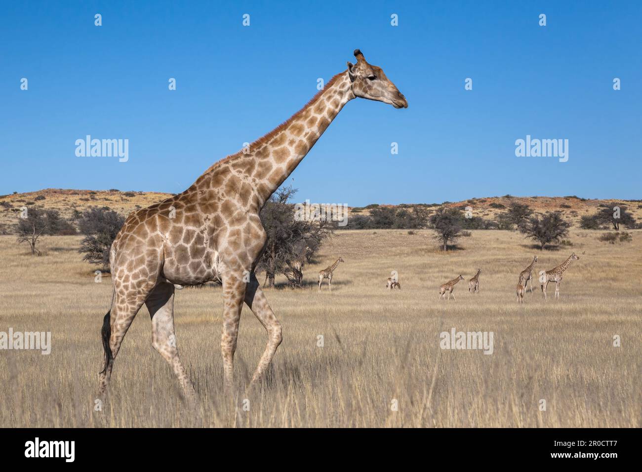 Giraffe (Giraffa camelopardalis), Kgalagadi parco transfrontaliero, Capo Settentrionale, Sudafrica Foto Stock