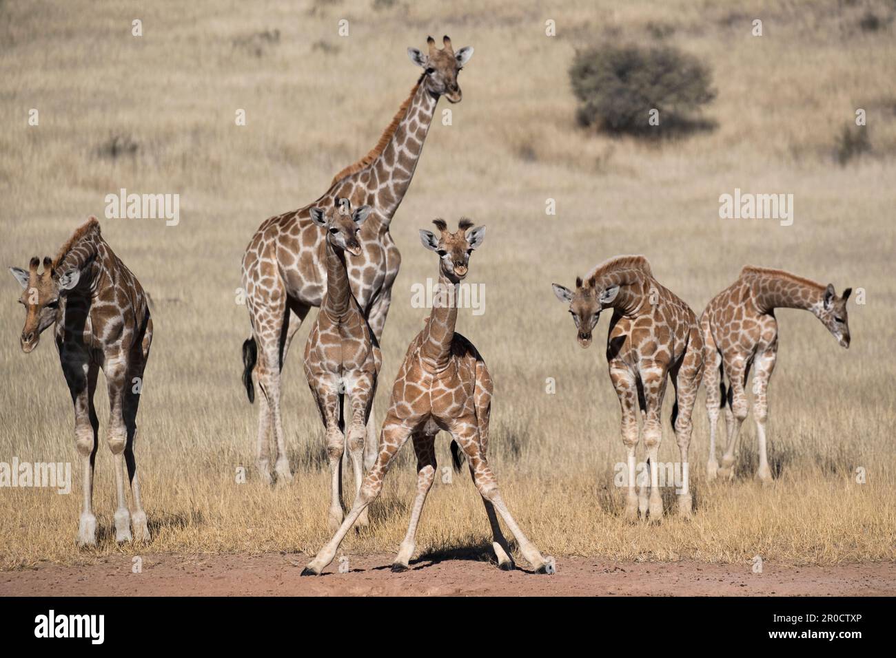 Giraffe (Giraffa camelopardalis), Kgalagadi parco transfrontaliero, Capo Settentrionale, Sudafrica Foto Stock