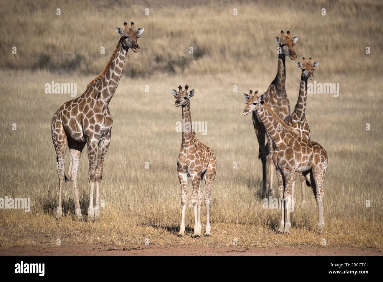 Giraffe (Giraffa camelopardalis), Kgalagadi parco transfrontaliero, Capo Settentrionale, Sudafrica Foto Stock