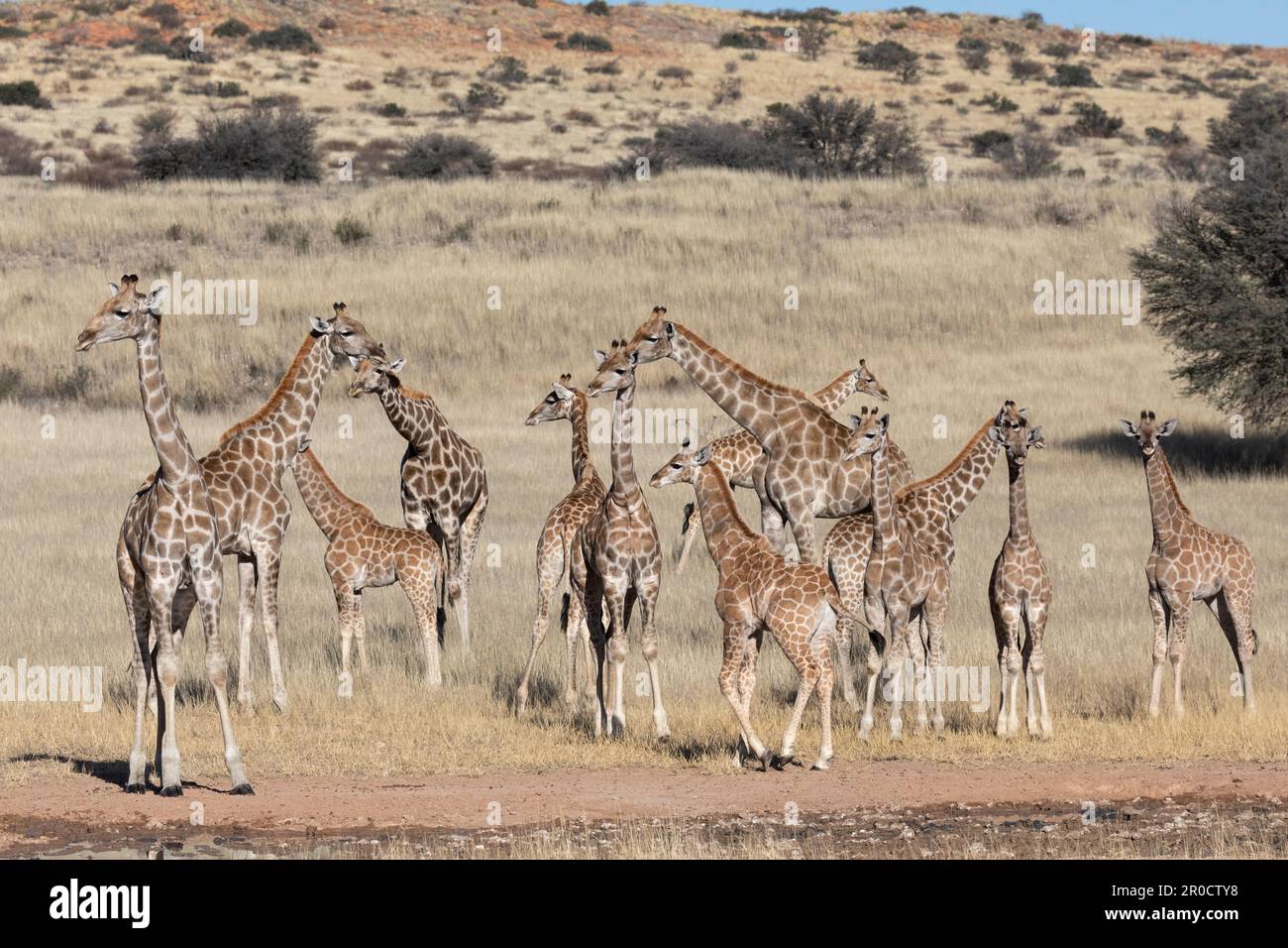 Giraffe (Giraffa camelopardalis), Kgalagadi parco transfrontaliero, Capo Settentrionale, Sudafrica Foto Stock