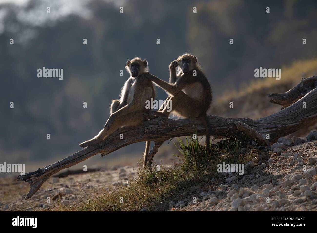 Baboons Chacma (Papio ursinus), parco nazionale di Chobe, Botswana Foto Stock