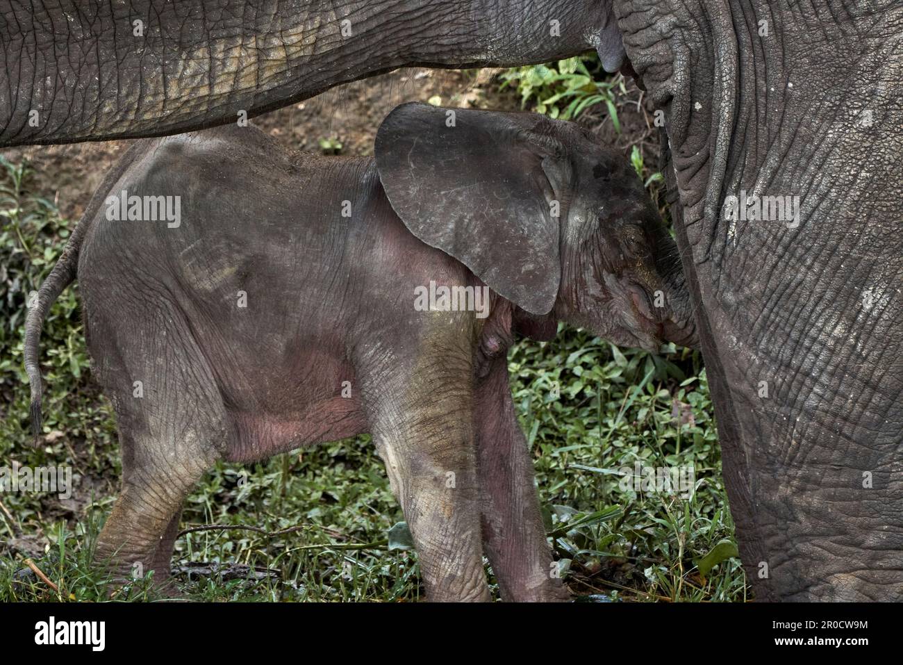 Un giovane vitello di elefante che beve felicemente latte dalla sua madre circondato da vegetazione lussureggiante Foto Stock