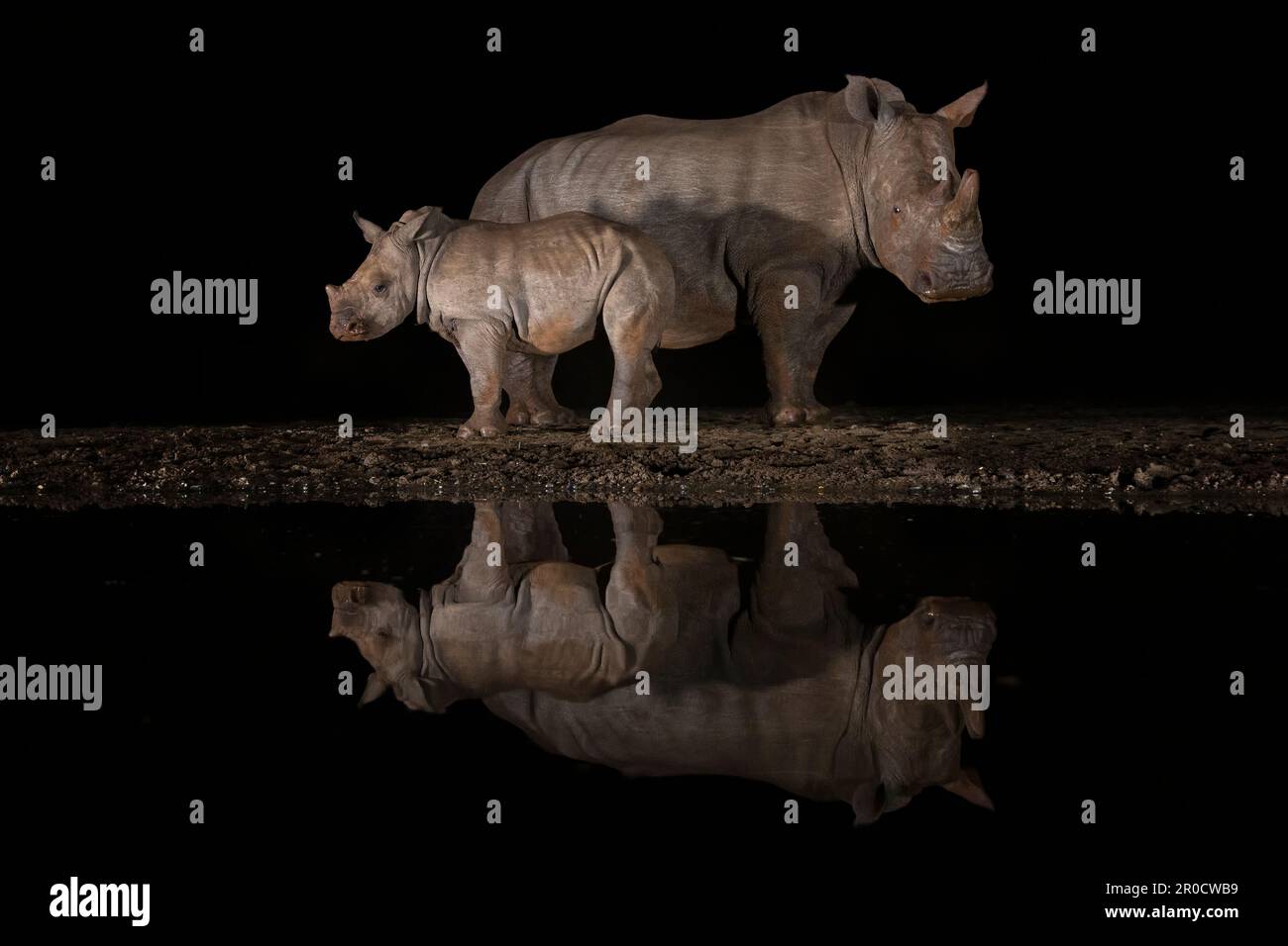 Vacca al rinoceronte bianco (Ceratotherium simum) con vitello di notte, riserva di caccia Zimanga, KwaZulu-Natal, Sudafrica Foto Stock