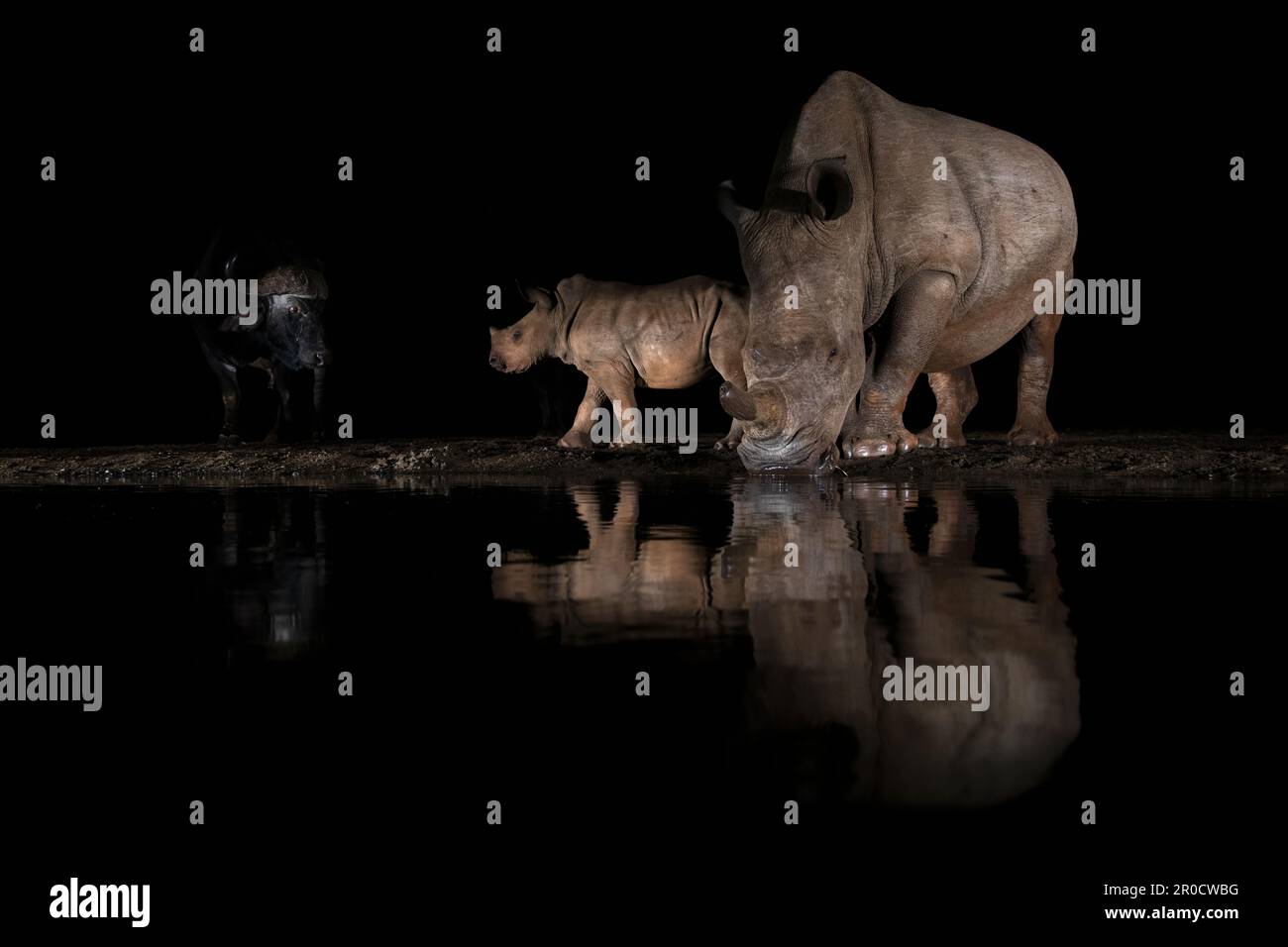 Vacca al rinoceronte bianco (Ceratotherium simum) con vitello di notte, riserva di caccia Zimanga, KwaZulu-Natal, Sudafrica Foto Stock