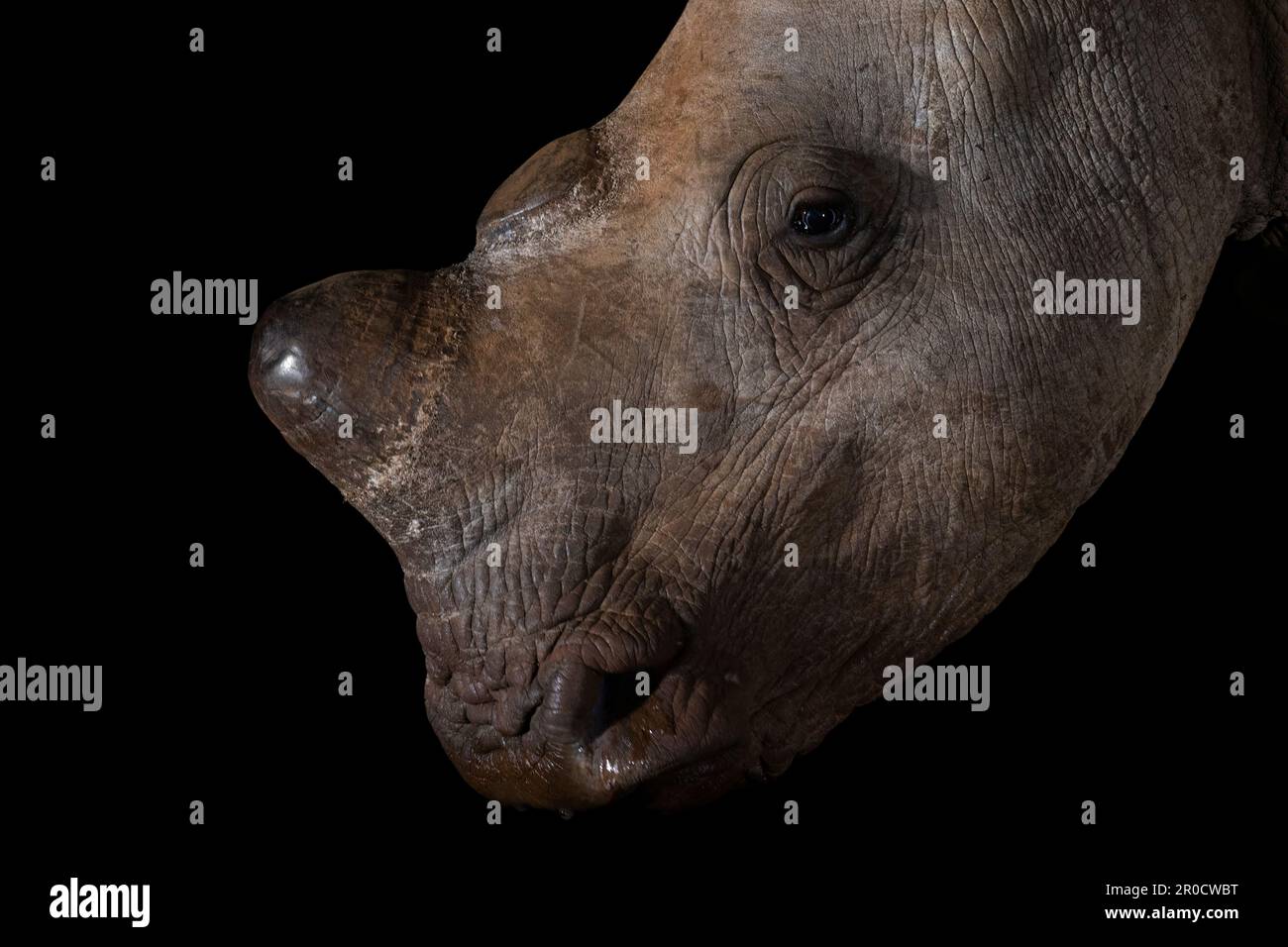 Rinoceronte bianco deornato (Ceratotherium simum) di notte, riserva di caccia Zimanga, KwaZulu-Natal, Sudafrica Foto Stock