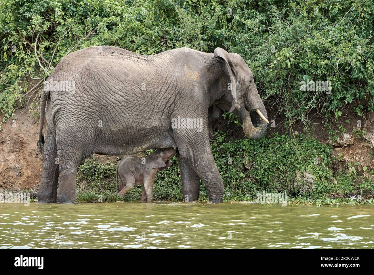 Un giovane vitello di elefante che beve felicemente latte dalla sua madre circondato da vegetazione lussureggiante Foto Stock