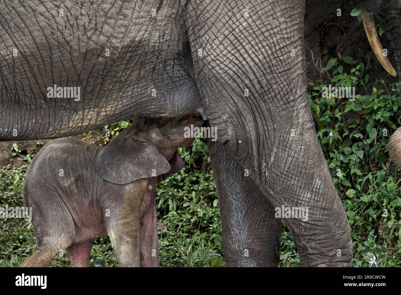 Un giovane vitello di elefante che beve felicemente latte dalla sua madre circondato da vegetazione lussureggiante Foto Stock