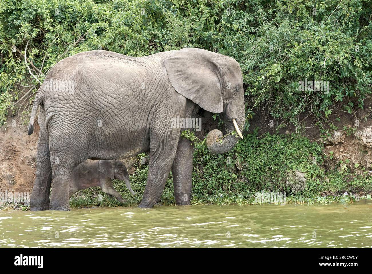 Un giovane vitello di elefante che beve felicemente latte dalla sua madre circondato da vegetazione lussureggiante Foto Stock
