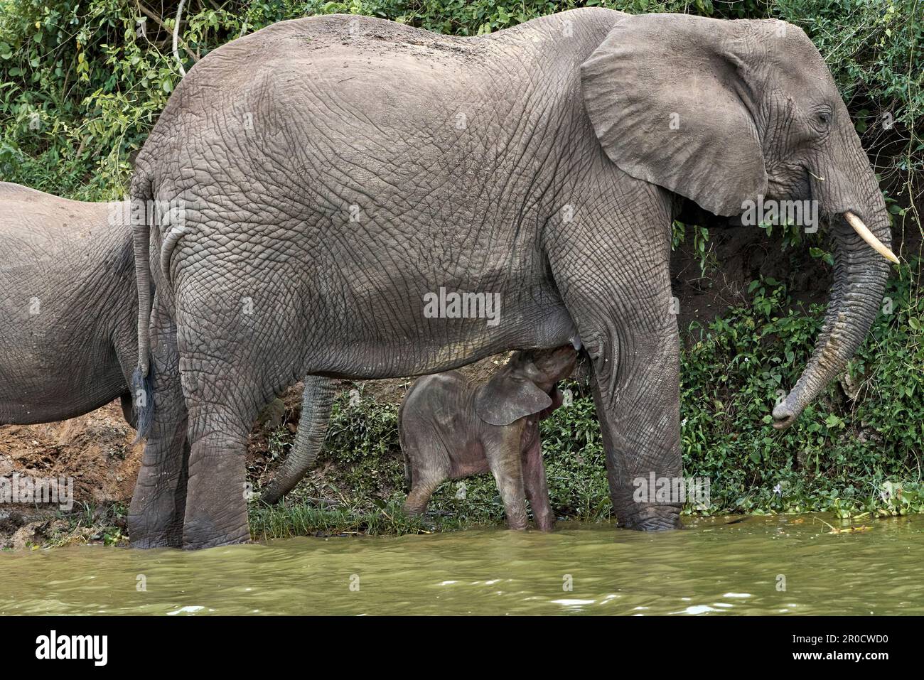 Un giovane vitello di elefante che beve felicemente latte dalla sua madre circondato da vegetazione lussureggiante Foto Stock