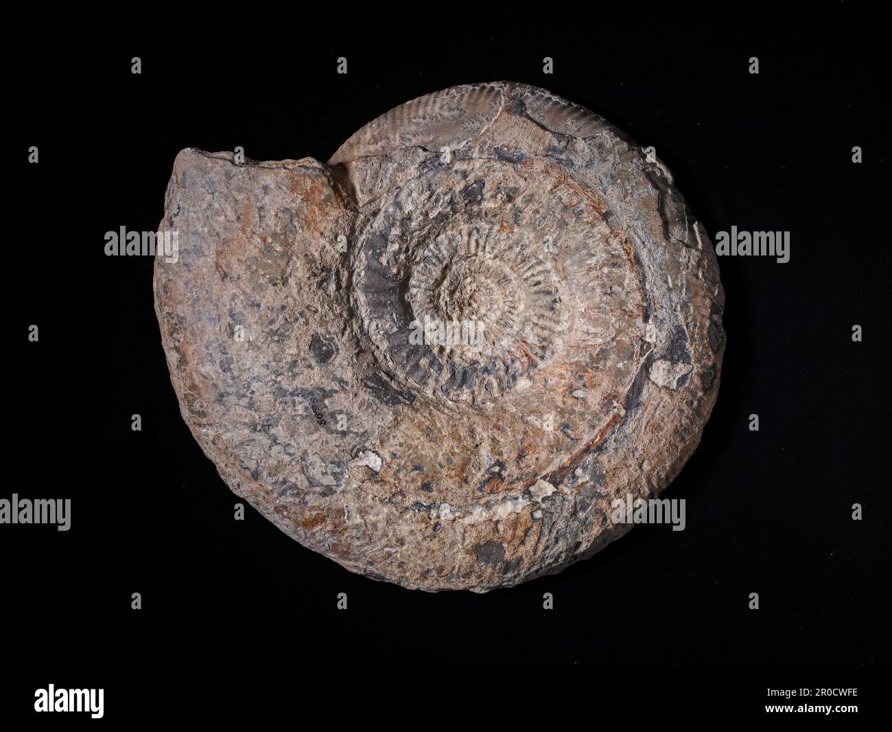 Ammonite sezionato. Collezione di Scienze naturali - Paleontologia Foto Stock