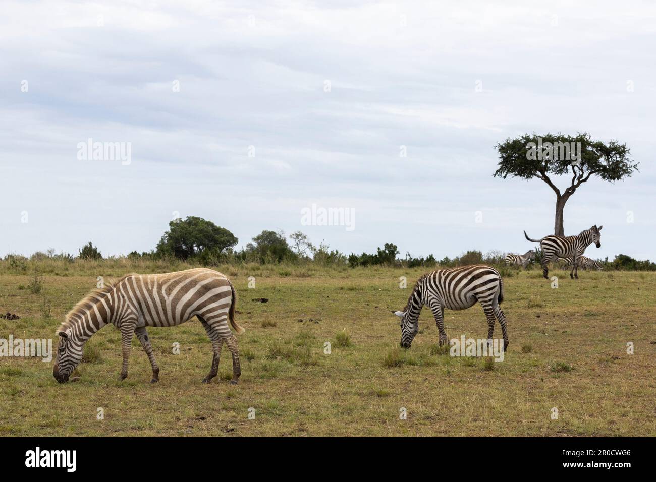 'Golden' zebra pianure (Equus quagga boehmi) che mostra l'albinismo parziale, Masai Mara, Kenya Foto Stock