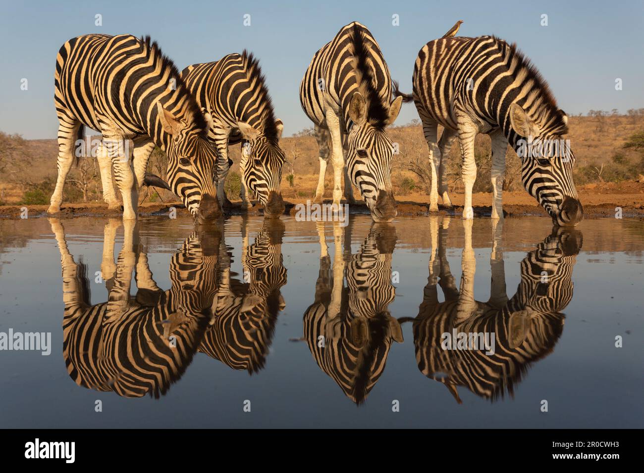 Pianure zebra (Equus quagga burchellii) in acqua, Zimanga riserva di caccia, KwaZulu-Natal, Sudafrica Foto Stock