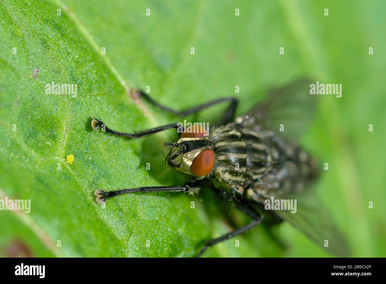 Singola mosca di carne comune (Sarcophaga sp.) su una foglia, insetti, mosche, macrofotografia, primo piano, occhi composti, biodiversità Foto Stock