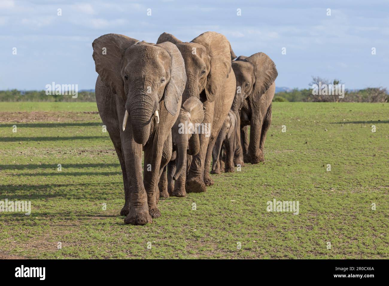Elefanti africani (Loxodonta africana), riserva di caccia Mashatu, Botswana Foto Stock